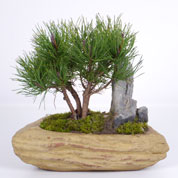 Paisagem miniatura Pinheiro mugho